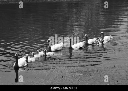 A flock of white Chinese geese and goslings in a pond in natural environment.