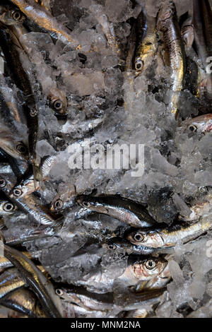 Fresh sardines packed in ice for sale at a seafood stall in a market in Bologna, Italy. Stock Photo