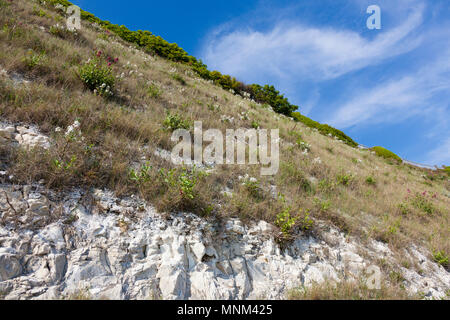 Spring flowering plants on a chalk cliff face, next to Royal Harbour Approach, west of Ramsgate, Kent, UK Stock Photo