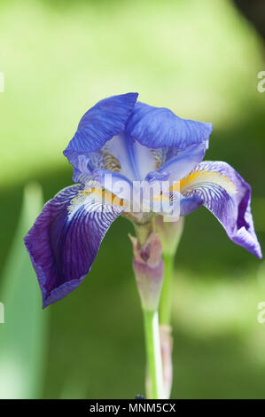 Bearded Iris, Iridaceae, purple flower, close up shot showing 2 tones of petal colour and yellow stamens. Stock Photo