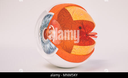 Human eye anatomy very detailed in cross section Stock Photo - Alamy
