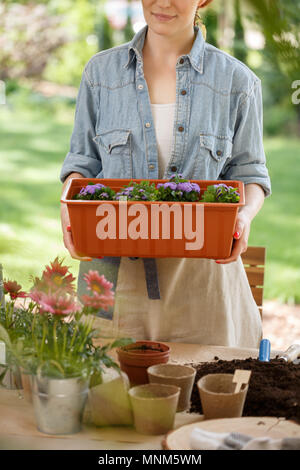 A smiling woman in a blue shirt holding a big, plastic pot full of violet flowers and standing behind a table with pots and soil Stock Photo