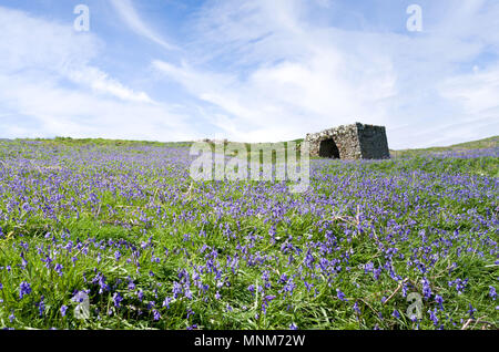 bluebells on Skomer island, wales, uk pic of the island in a sunny day Stock Photo