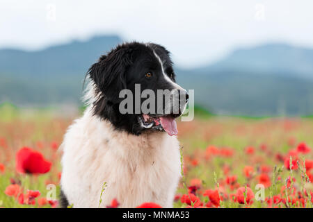 landseer dog pure breed in poppy fied Stock Photo