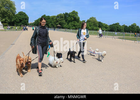 London UK. 18th May 2018. Two young women walking their dogs in Kensington gardens  on a warm sunny day in London Credit: amer ghazzal/Alamy Live News Stock Photo