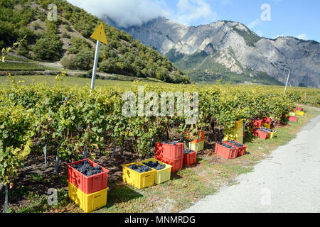 Bins filled with red wine grapes in a vineyard during the harvest season near the town of Chamoson, Rhone Valley, Canton of Valais, Switzerland. Stock Photo