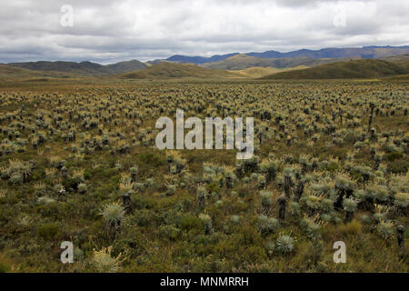 Beautiful colombian Paramo highland with Frailejones, Espeletia, Colombia Stock Photo