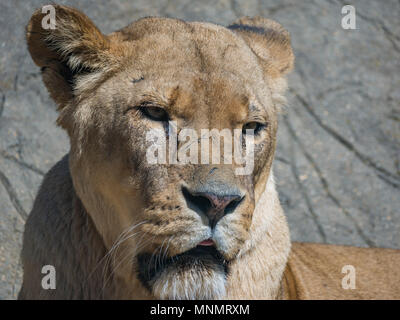 Female African Lion (Panthera leo) Stock Photo