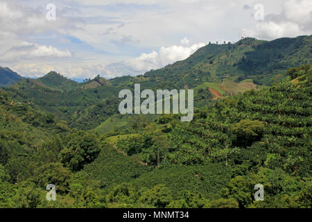 Landscape of coffee and banana plants in the coffee growing region near El Jardin, Antioquia, Colombia Stock Photo