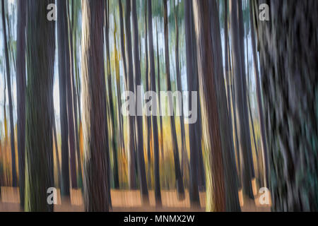 Abstract background of trees showing motion blur created with in camera movement. Stock Photo