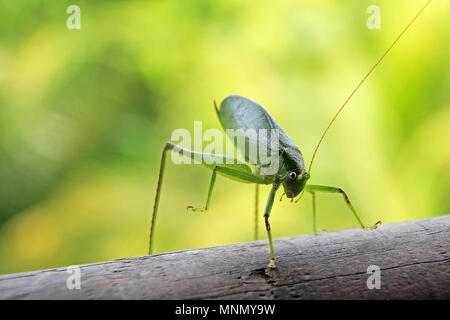 Close up of Tettigoniidae, also called bush cricket, katydid or long-horned grasshopper, Costa Rica Stock Photo