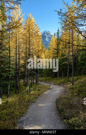 Canada, Alberta, Banff, Footpath leading through forest in Banff National Park Stock Photo