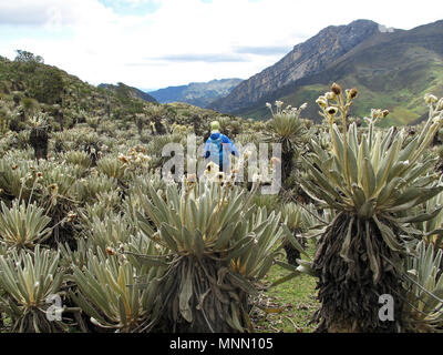 Hiker in colombian paramo highland of Cocuy National Park, surrounded by the beautiful Frailejones plants, Espeletia, Colombia Stock Photo