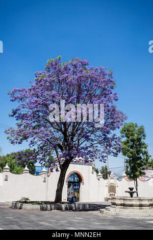 Atrium with jacaranda tree, Temple of Carmen de San Angel, Mexico City, Mexico Stock Photo