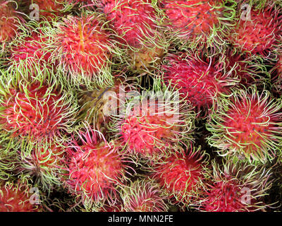 Rambutan, Nephelium Lappaceum, the lychee like fruit with long hooked spines, Costa Rica, Central America Stock Photo