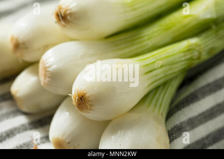 Raw Green Organic Spring Bulb Onions Ready to Cook With Stock Photo