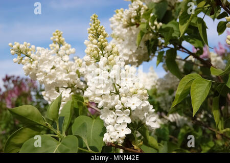 Branches of a lilac bush with white flowers in the garden. Stock Photo