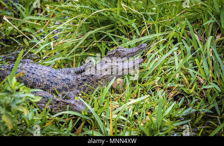 Cute Critically endangered Siamese Crocodile babies sunning themselves in the grass Stock Photo