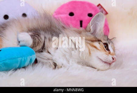 Sweet norwegian forest cat kitten resting with plush toys on sheep skin Stock Photo