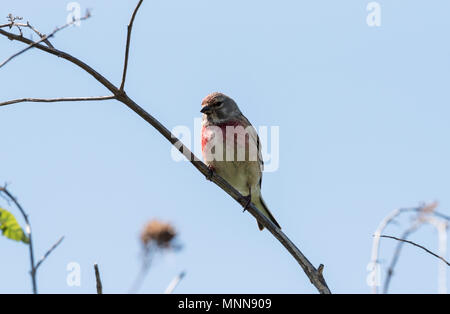 A perched male Linnet (Linaria cannabina) Stock Photo