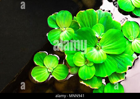 Water lettuce to creative texture and pattern for design and decoration isolate on background.Copy space. Stock Photo