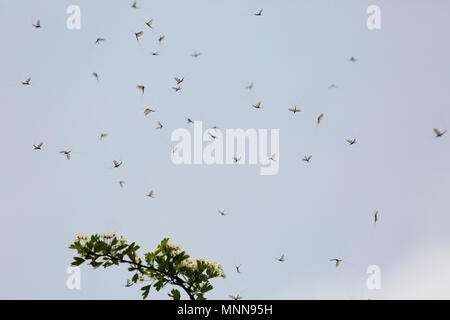 Mayflies UK Stock Photo
