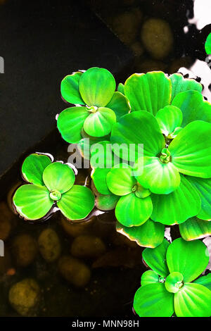 Water lettuce to creative texture and pattern for design and decoration isolate on background.Copy space. Stock Photo