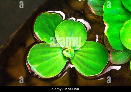 Water lettuce to creative texture and pattern for design and decoration isolate on background.Copy space. Stock Photo