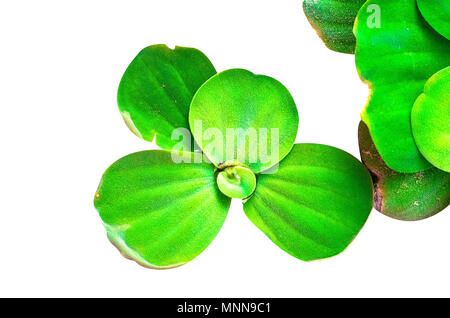 Water lettuce to creative texture and pattern for design and decoration isolate on background.Copy space. Stock Photo