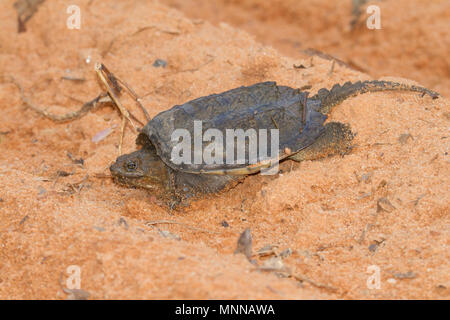 A young snapping turtle crossing a sandy road. Stock Photo