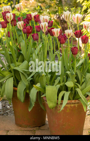 Tulips growing in pots - red and white tulips growing in terracotta pots Stock Photo