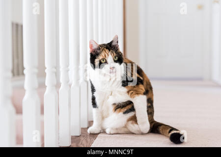 Closeup of calico cat sitting on carpet floor curious distracted looking in home living room by railing stairs, grooming fur, overweight fat excess sk Stock Photo