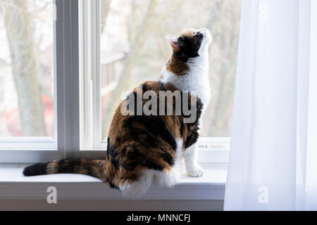 Female cute calico cat on windowsill window sill looking up staring between curtains blinds outside by glass Stock Photo