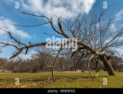 Broken apple tree on a meadow in Croatia (Island Cres) on a partly cloudy day in spring Stock Photo