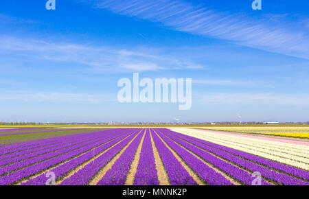 Tulips Field in The Netherlands Stock Photo