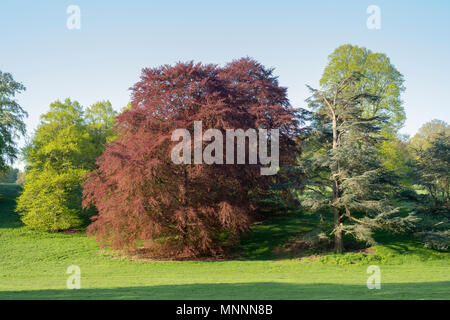Copper Beech tree in the morning spring sunlight in Blenheim park, Woodstock, Oxfordshire, England. Panoramic Stock Photo