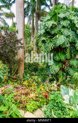 Hunte´s Botanical Garden on the Caribbean island of Barbados. It is a paradise destination with a white sand beach and turquoiuse sea. Stock Photo