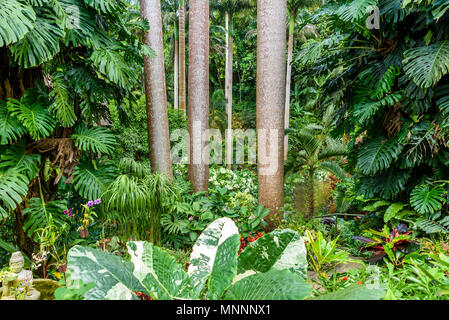 Hunte´s Botanical Garden on the Caribbean island of Barbados. It is a paradise destination with a white sand beach and turquoiuse sea. Stock Photo