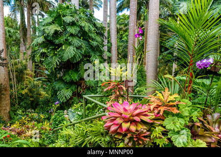 Hunte´s Botanical Garden on the Caribbean island of Barbados. It is a paradise destination with a white sand beach and turquoiuse sea. Stock Photo