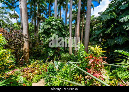 Hunte´s Botanical Garden on the Caribbean island of Barbados. It is a paradise destination with a white sand beach and turquoiuse sea. Stock Photo