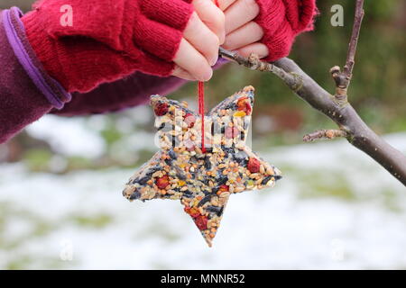 Step by step 6/7: Making winter berry bird feeders with cookie cutters. Homemade star shaped bird feeder is hung from tree branch in garden after snow Stock Photo