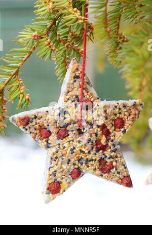 Step by step 6/7: Making winter berry bird feeders with cookie cutters. Homemade heart and star shaped bird feeders hang from tree branch on snowy day Stock Photo