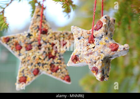 Step by step 6/7: Making winter berry bird feeders with cookie cutters. Homemade star shaped bird feeders hang from tree branch in snowy garden Stock Photo