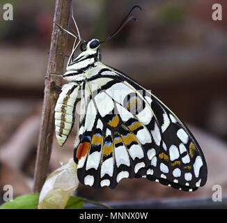 Freshly emerged Lime Butterfly ready to fly Stock Photo