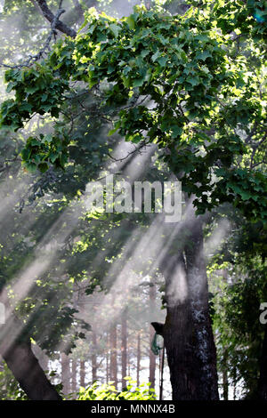 Smoke in the air. Sun rays coming through tree leafs Stock Photo
