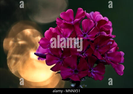 Starfire is blooming with dark purple flowers in late summer evening Stock Photo