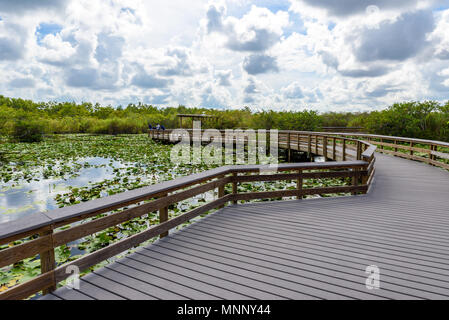 Anhinga Trail of the Everglades National Park. Boardwalks in the swamp. Florida, USA. Stock Photo