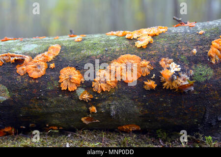 phlebia radiata fungus, wrinkled crust Stock Photo