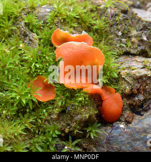 aleuria aurantia fungus, also known as the orange peel mushroom Stock Photo