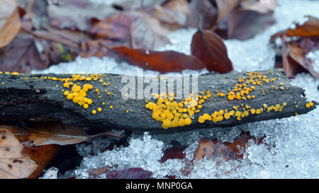 bisporella citrina fungus, known as the lemon disco and yellow fairy cup Stock Photo